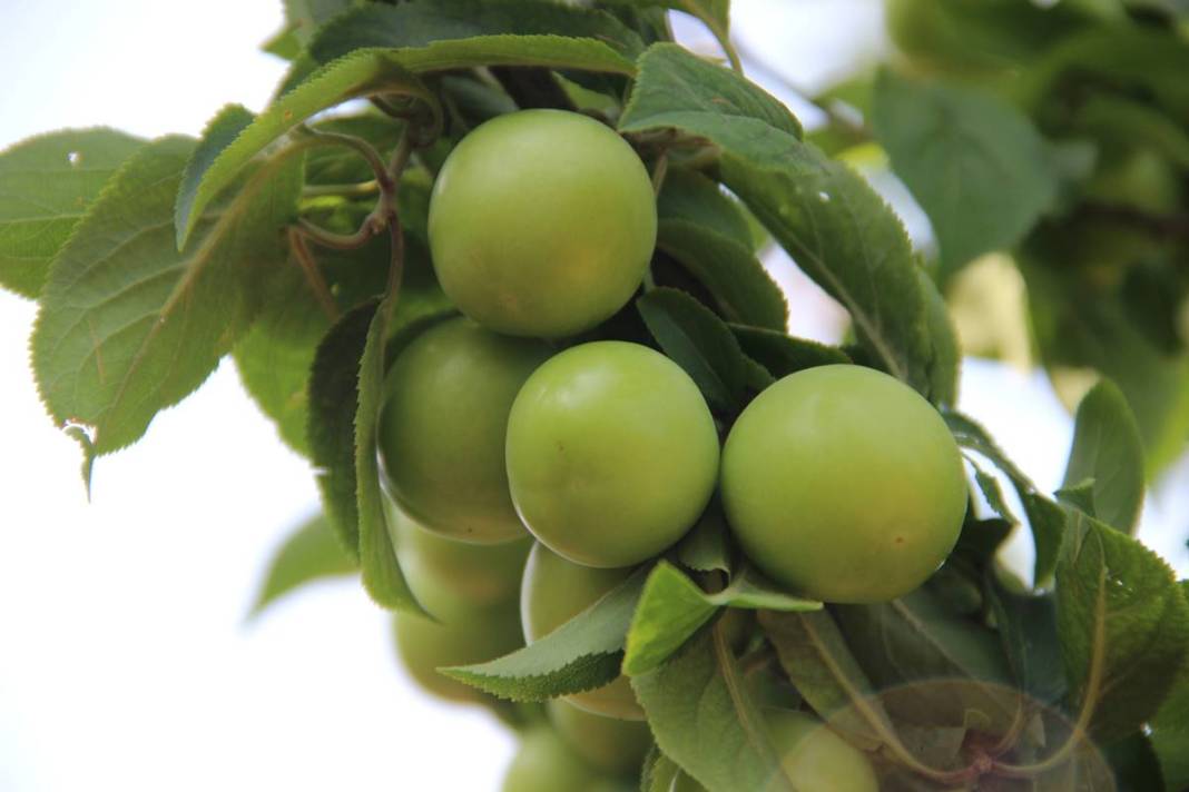 Sadece bu kentte yetişiyor: Kilosu 100 TL'den kapışılıyor! Hasat, bu yıl erken başladı 2